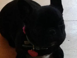 Bunny or bulldog?