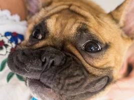 4 PAW MEMBERS!!!  Please VOTE for your favorite Smiling Frenchies!