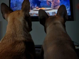 Watching the New Lady & the Tramp