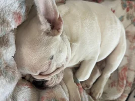 This is Tobie the French bulldog.