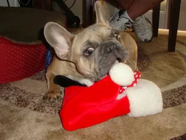 trying to get a santa hat photo....