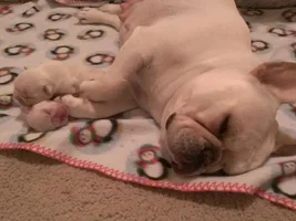Hazel had her pups