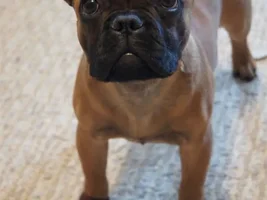 4 Paw Members, Please vote for February Frenchie of the Month!