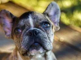 ~ENTER HERE~ March Frenchie of the Month contest "Frenchie Faces"
