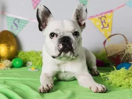 Dexter's Easter Photoshoot!