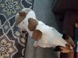 Wondering if my Frenchie's weight is okay