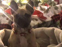I’ve been a good boy, Santa!