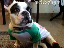 ~Butterbean~French Bulldog Available for Adoption in California