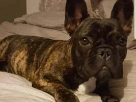 4 PAW MEMBERS!!!  Please VOTE for your favorite Frozen Frenchie!