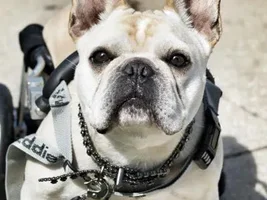 ~Buckley~French Bulldog Available for Adoption in Iowa