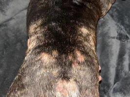 Allergies - Bumps on skin