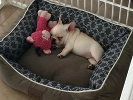 Meet my new frenchie, Manny!
