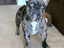 ~ENTER HERE~ May 2020 Frenchie of the Month  "MY FAVORITE PICTURE"