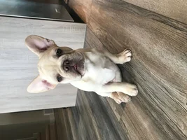 Fawns and Creams!! Post pics of your fawn or cream Frenchie!!