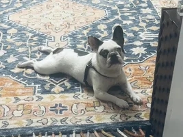 Re-homing my very special boy.