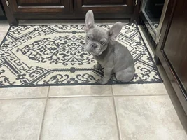 New Frenchie Mom