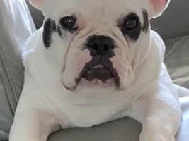 Introducing Ada