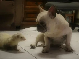 Just a single pic of two buddies chilling.