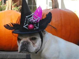 Happy fall everyone!