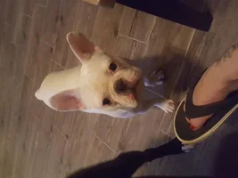 Hello from Michigan, this is my piggy Sherman!