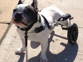 ~London~French Bulldog Available for Adoption in New Jersey