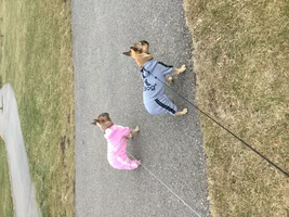 Hugo & Maple