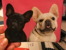 Frenchie coin purse!