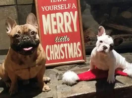 ENTER HERE! ~ December 2015 Frenchie of the Month Contest