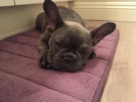 Hi from Olive!
