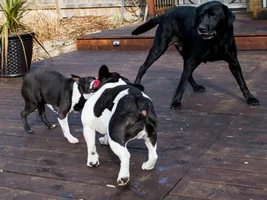 Our friend Diesel came to visit for a week