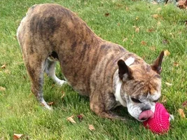 Buster Update