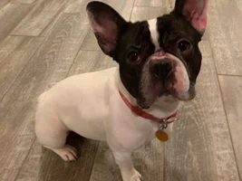~Bandit~French Bulldog Available for Adoption in Illinois