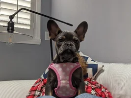 PLEASE VOTE!!!  for your favorite Frenchie with Frenchie-tude!