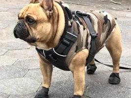 4 PAW MEMBERS!!  Please vote for your favorite Dressed Up Frenchies!