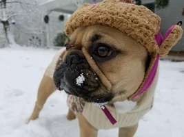 4 PAW MEMBERS!!  Please VOTE for your favorite FROZEN FRENCHIES!