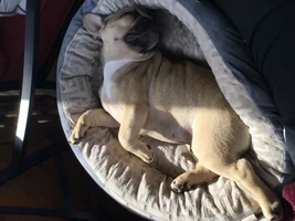 Meet Hugo!