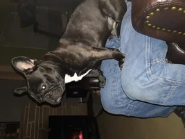 ~ENTER HERE~ March Frenchie of the Month contest "Frenchie Faces"