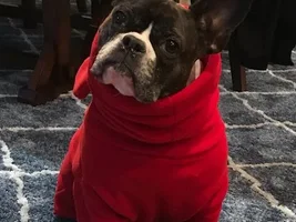 4 PAW MEMBERS!!!  Please VOTE for your favorite Frozen Frenchie!