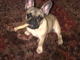 October 2013 Frenchie of the Month Contest ~ENTER HERE~