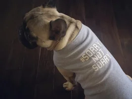 4 Paw Members!  VOTE NOW!!  September Frenchie-tude Contest!