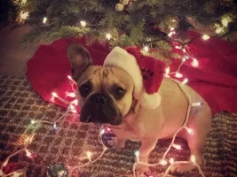 December 2014 Frenchie of the Month Contest ~ ENTER HERE ~