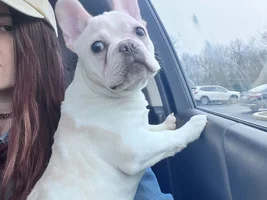 New owner frenchie or mix