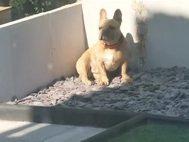 📷 Please submit a photo for the French Bulldog News Header & Logo!