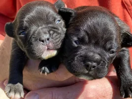 Soon to be owner, puppy development question