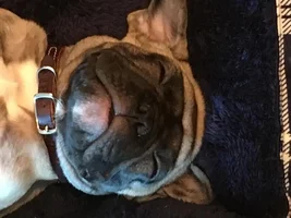 ~ENTER HERE~ August Frenchie of the Month "Sleepy Frenchies"