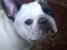 ~Willow~French Bulldog Available for Adoption in Ontario