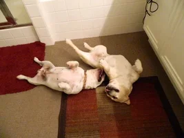 Foster Rocco Plays! video & pics