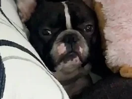 4 PAW MEMBERS!!!  Please VOTE for your favorite FRENCHIE-TUDES!