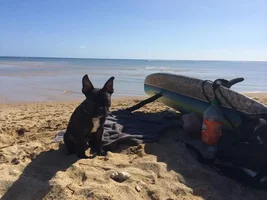 Frenchie Mix?