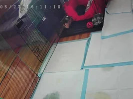 FAQ: Is your Frenchie crate trained?